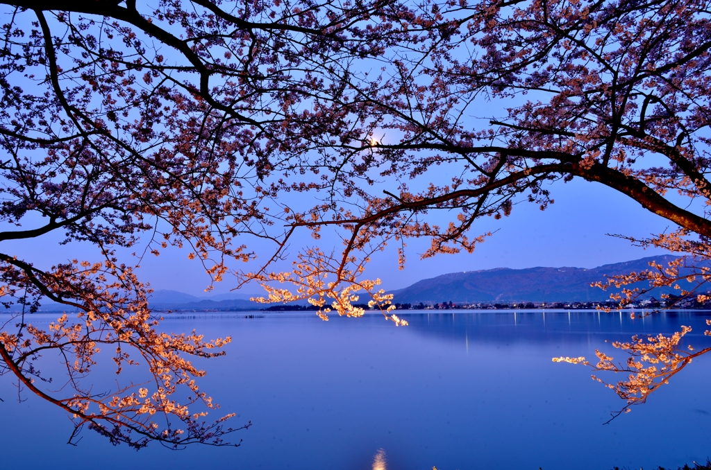 夜明け前桜　3-3