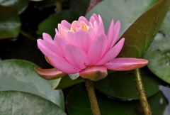 Water lily