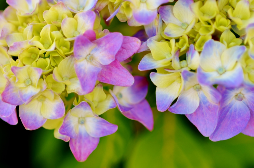 紫陽花の乙女