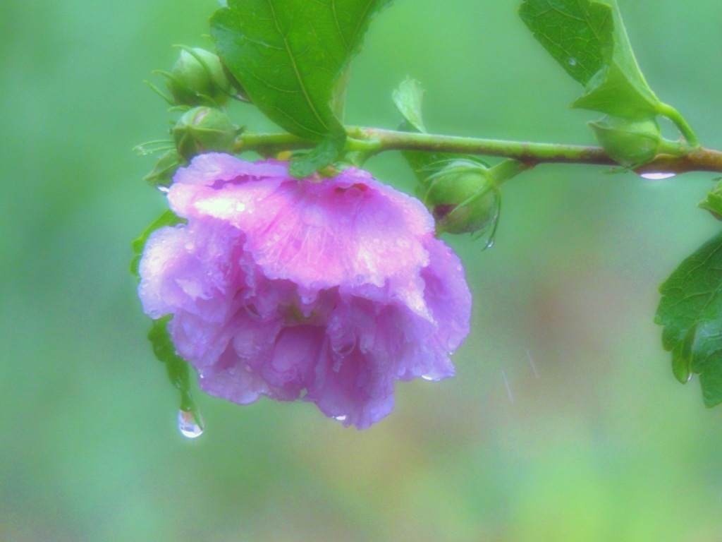 雨滴の木槿