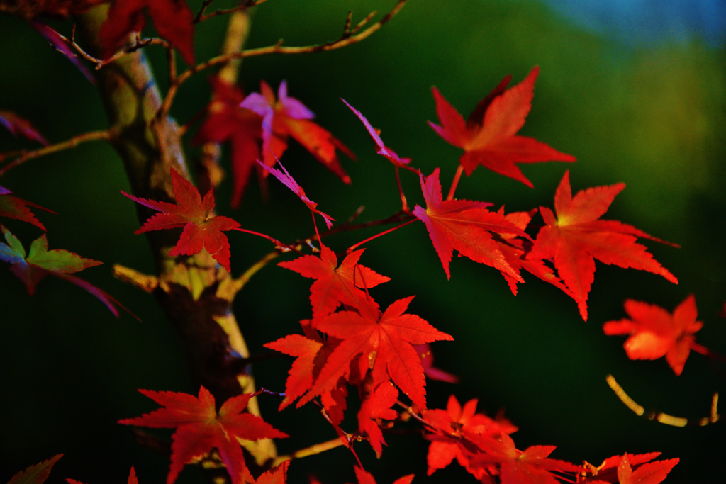 紅に染まり