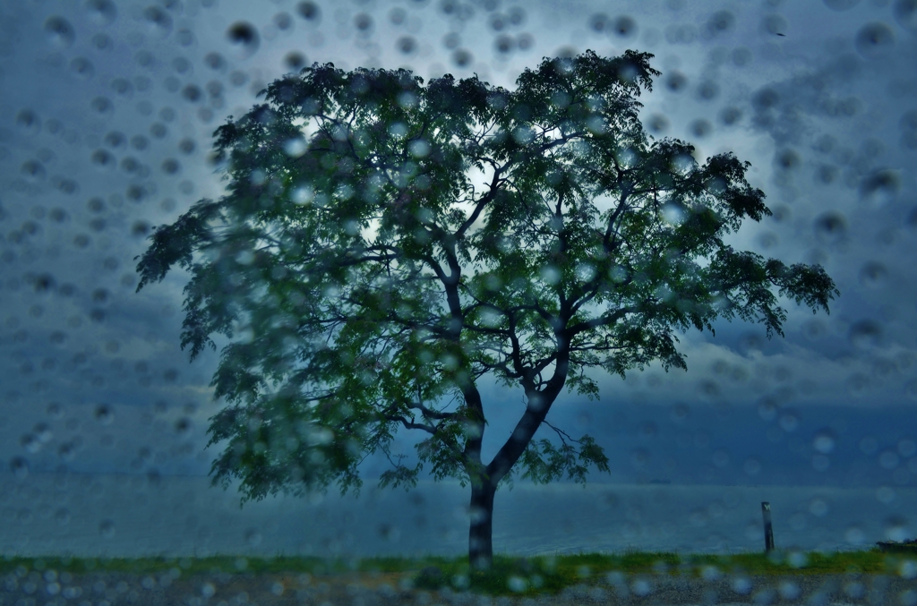 栴檀雨景