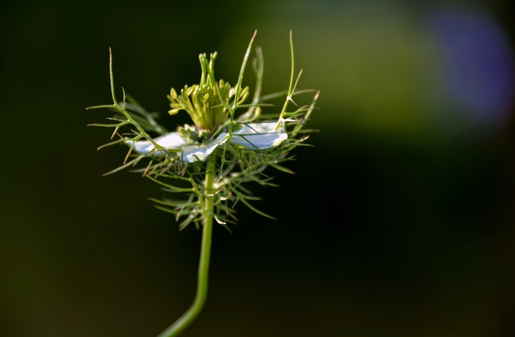 Love in a mist(霧の中の恋)