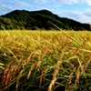稲穂