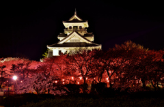 長浜城夜桜　