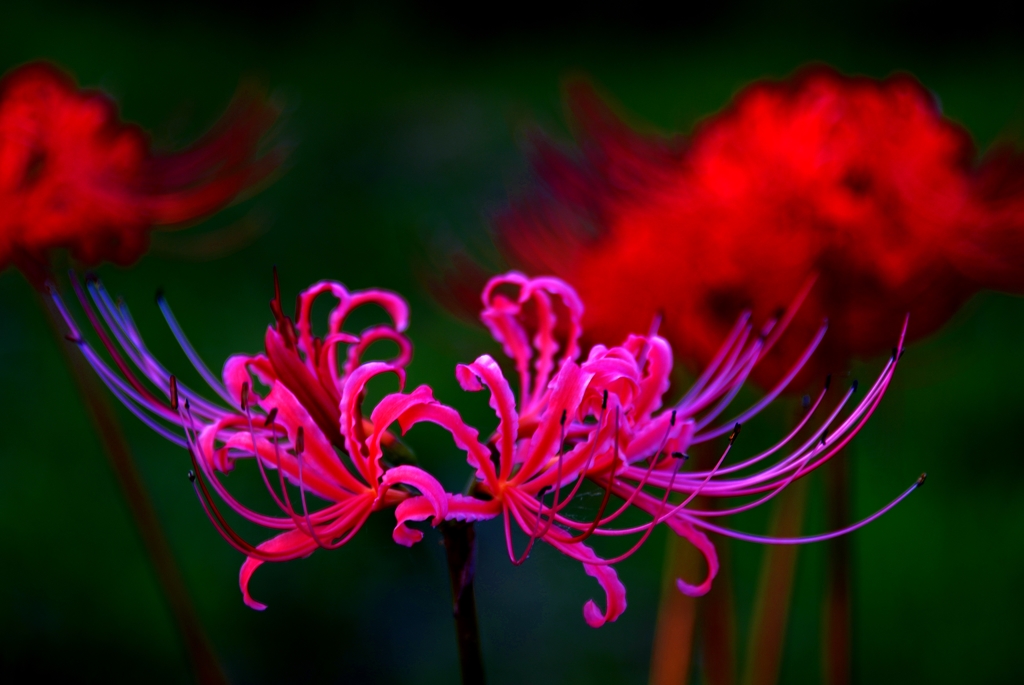 曼珠沙華