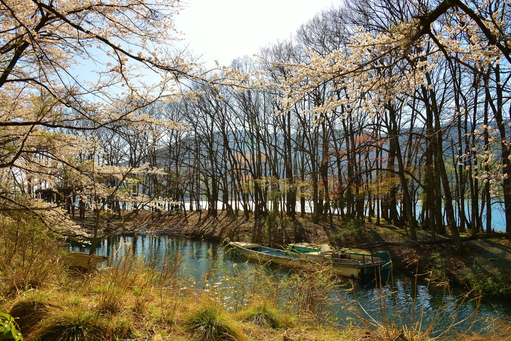 奥琵琶湖・水辺の風景