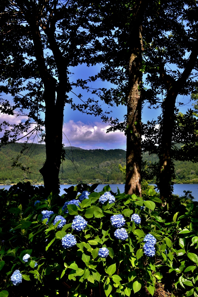 湖畔の紫陽花