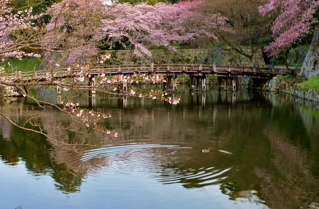 春景の大手門橋