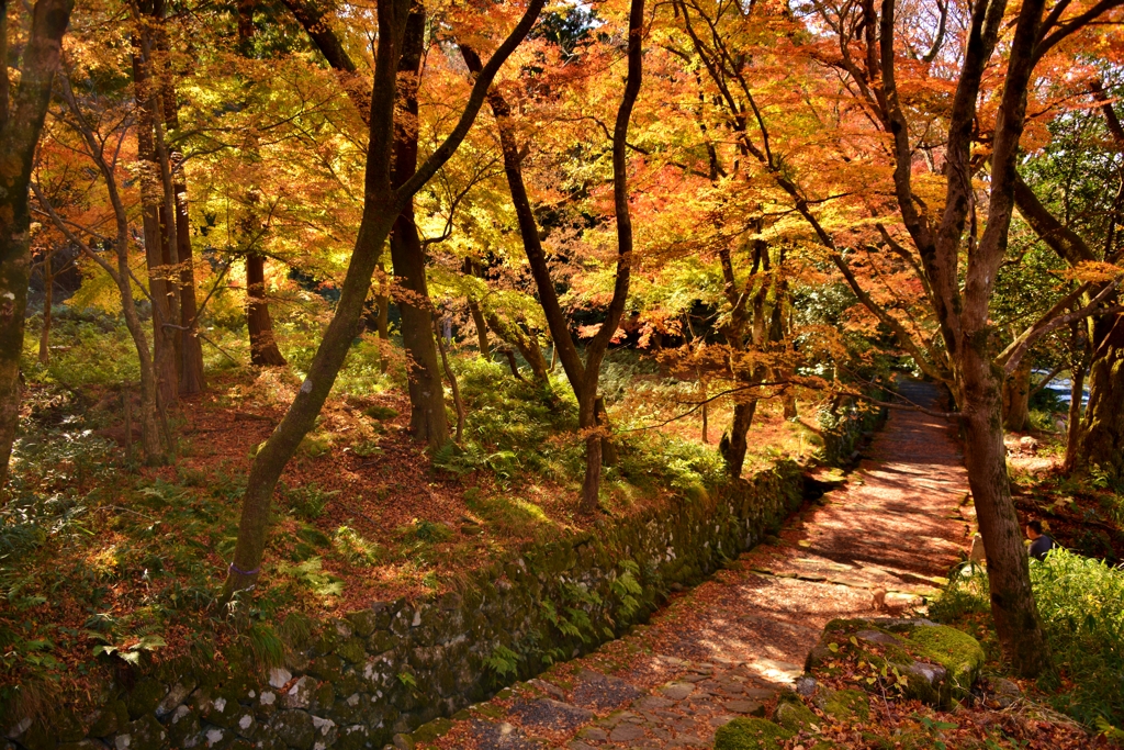 湖東三山百済寺　紅葉表参道　17