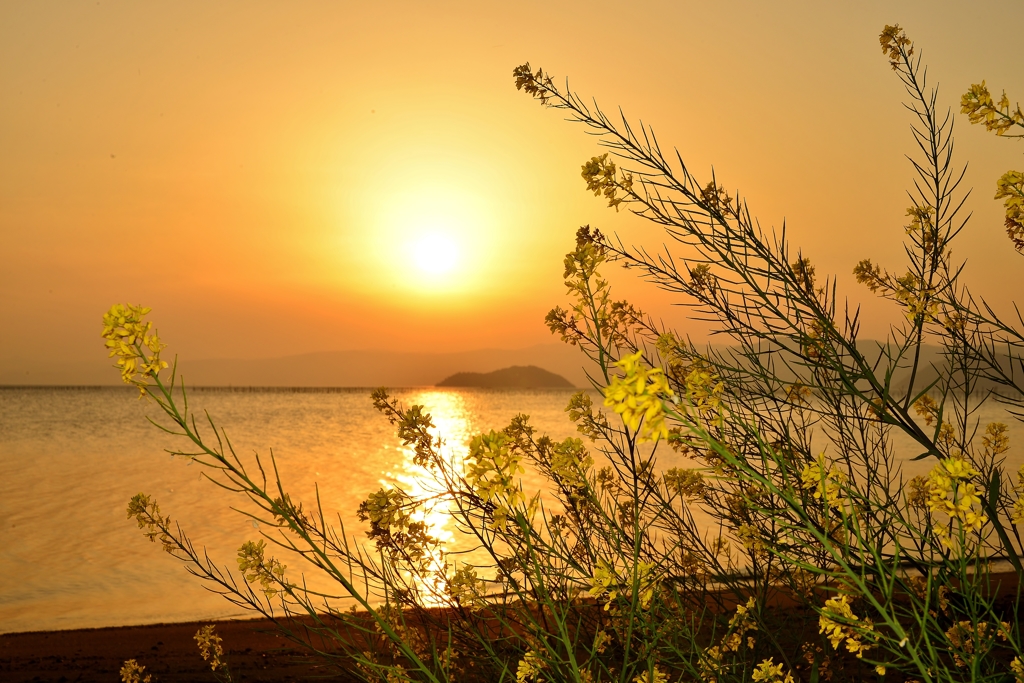 夕日と菜の花