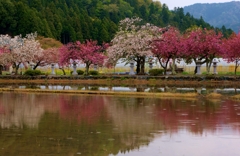 里山の春景