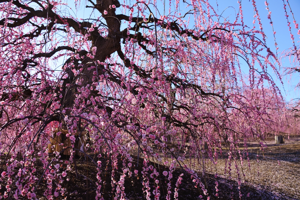 春花咲く
