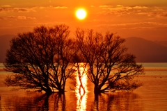 冬枯れの水中木の夕日