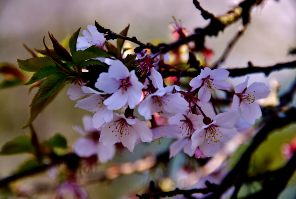 二期桜