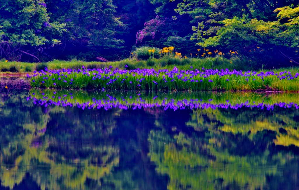 平池のカキツバタ
