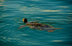 Sea turtle 2-1