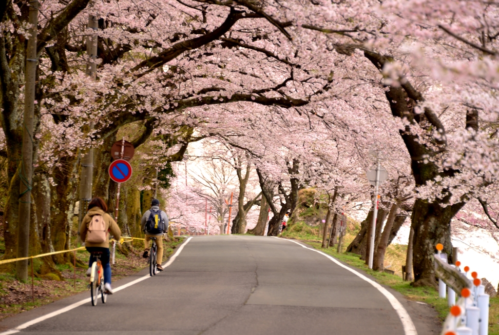 桜トンネル