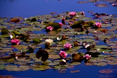 水面の花々