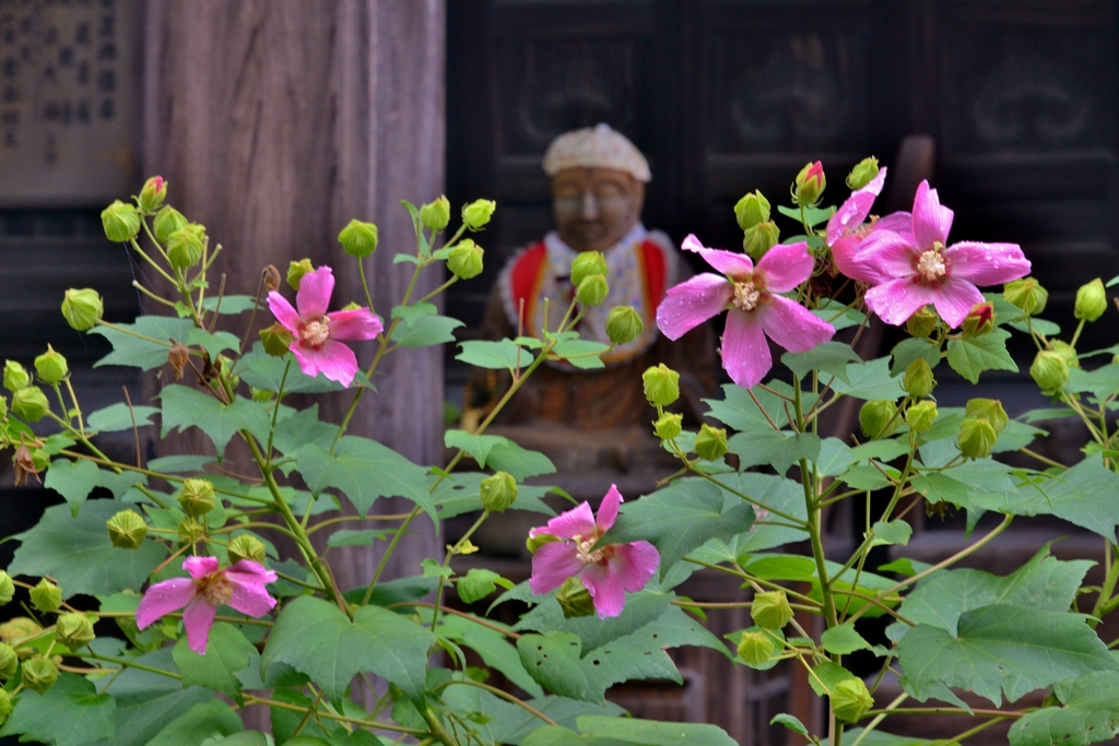 芙蓉の花に