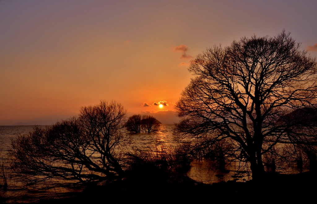 枯木立の夕日