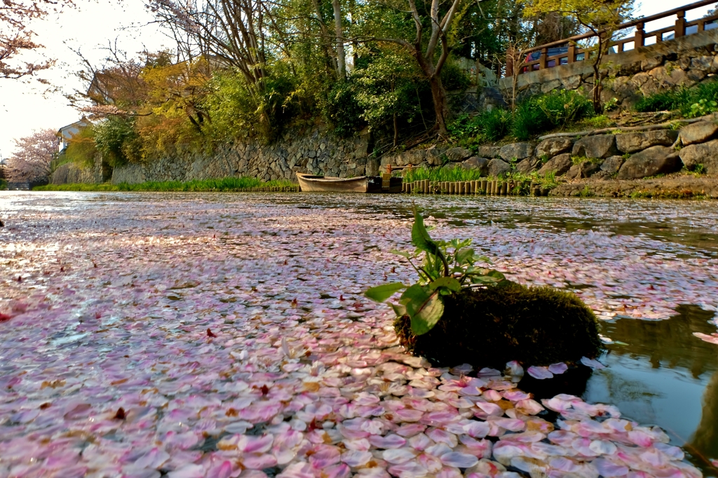 堀端の花筏