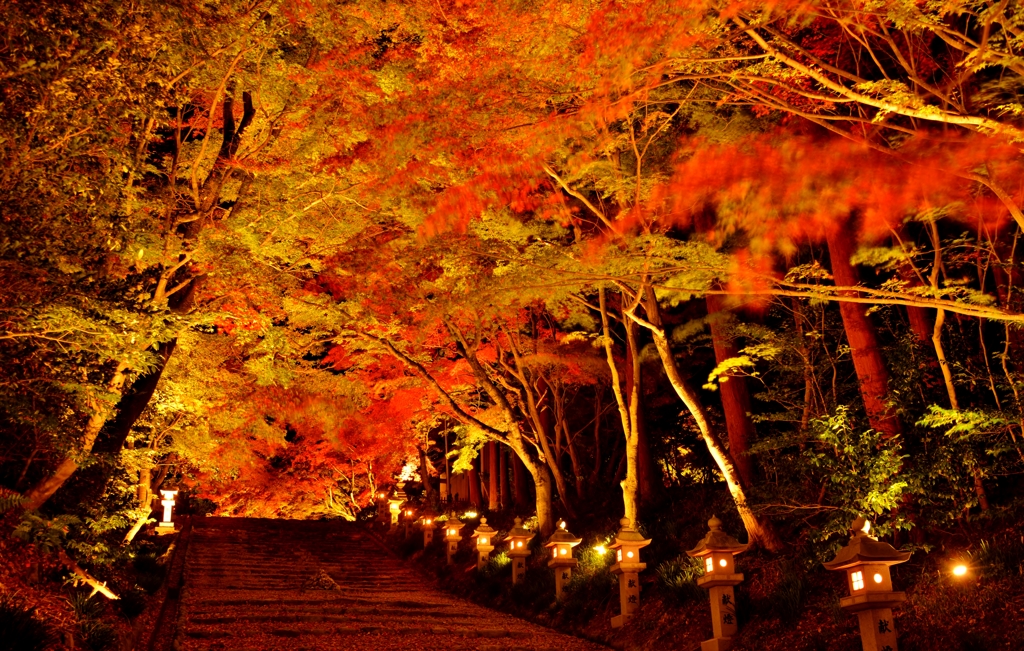 胡宮神社紅葉ライトアップ　5-2
