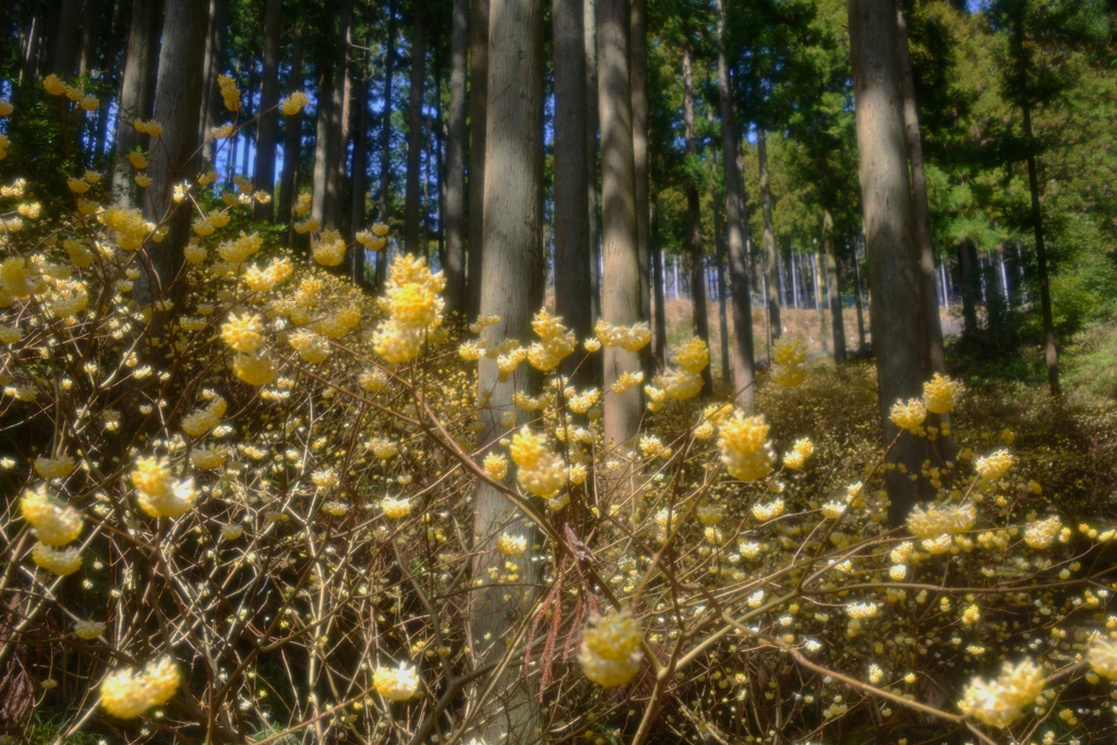 早春の山花