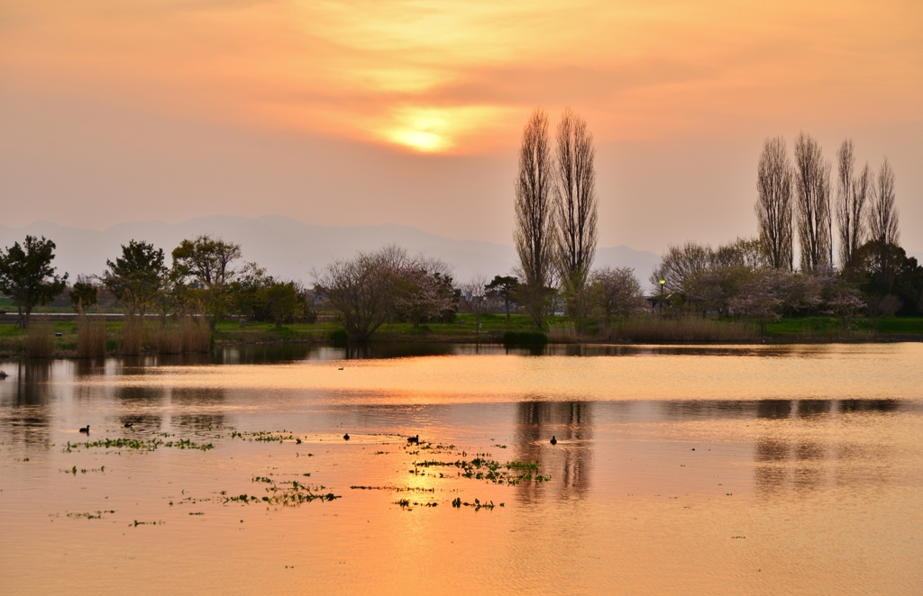 夕暮れ春景