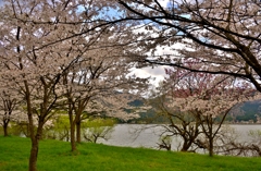 湖辺の桜