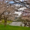 湖辺の桜