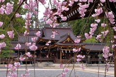 多賀しだれ桜