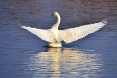 　Swan's　Titanic pose