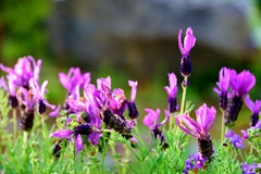 我が家の花　フレンチラベンダー