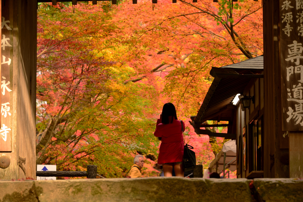 紅葉に魅せられて