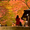 紅葉に魅せられて
