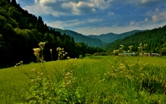 山里の夏風景