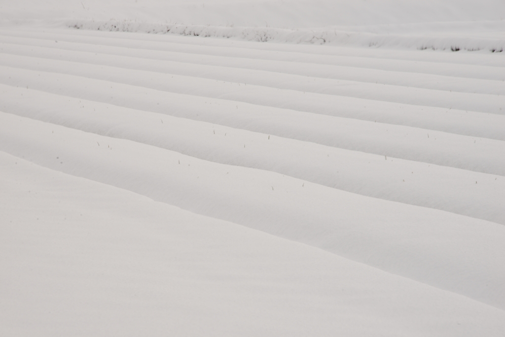 雪原のうねり
