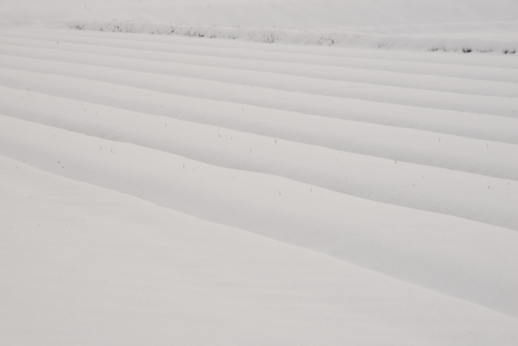 雪原のうねり