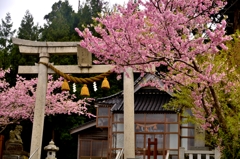 能登島先崎神社　桜