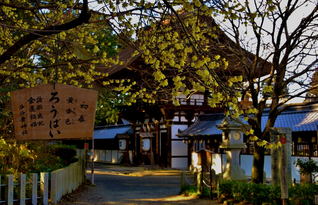 沙沙貴神社の蠟梅