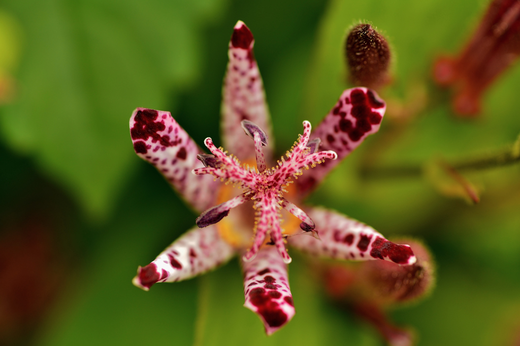 我が家の花・ホトトギス