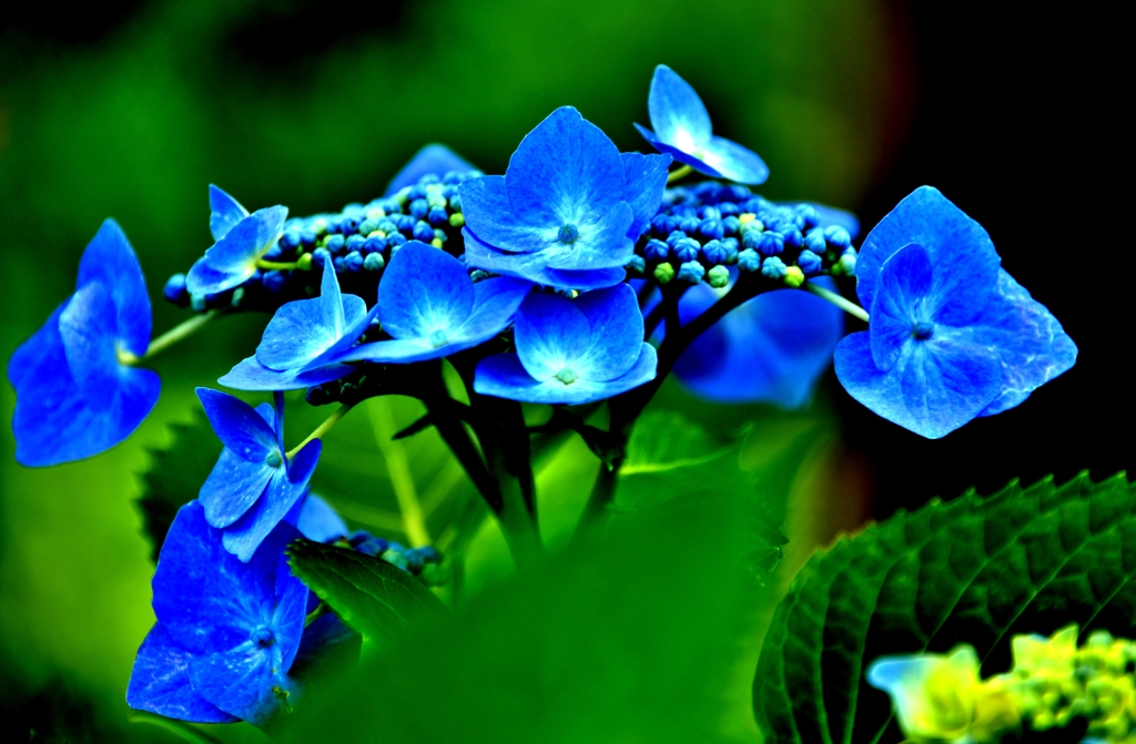 Blue hydrangea