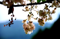 Crape myrtle