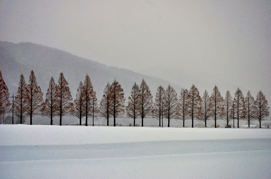 雪原のマキノメタセコイア並木道