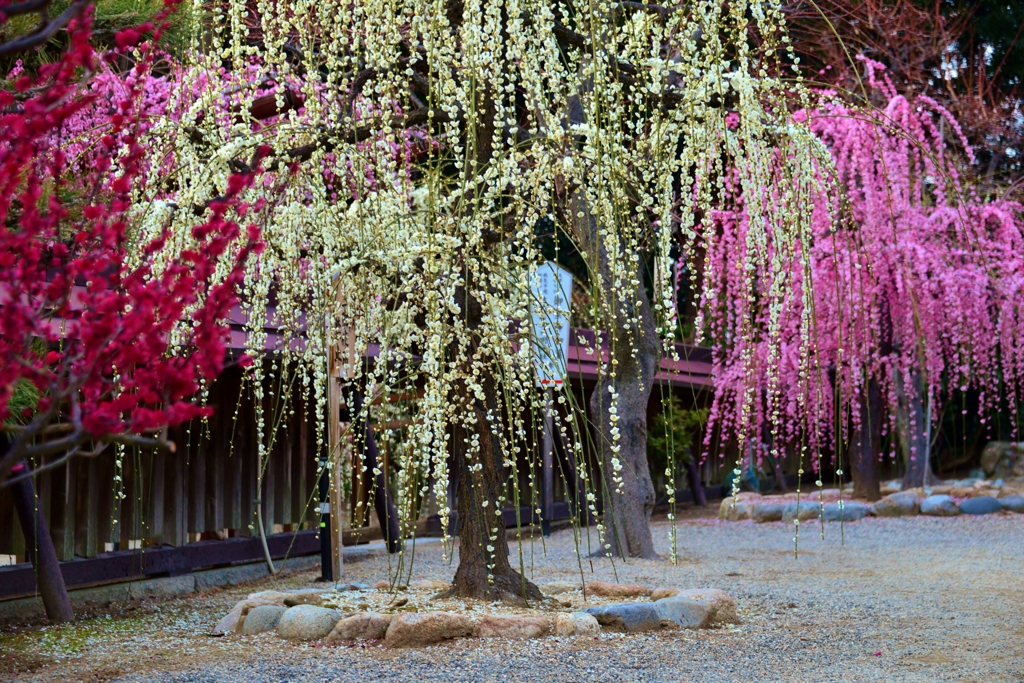 結城神社しだれ梅　Ⅲ