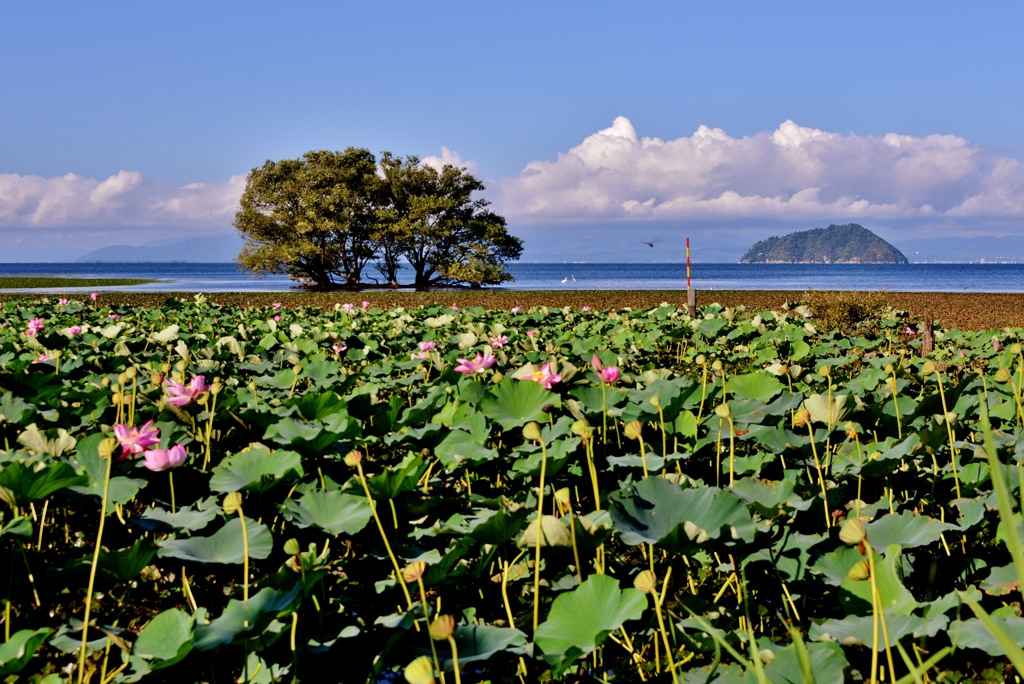 湖北初秋