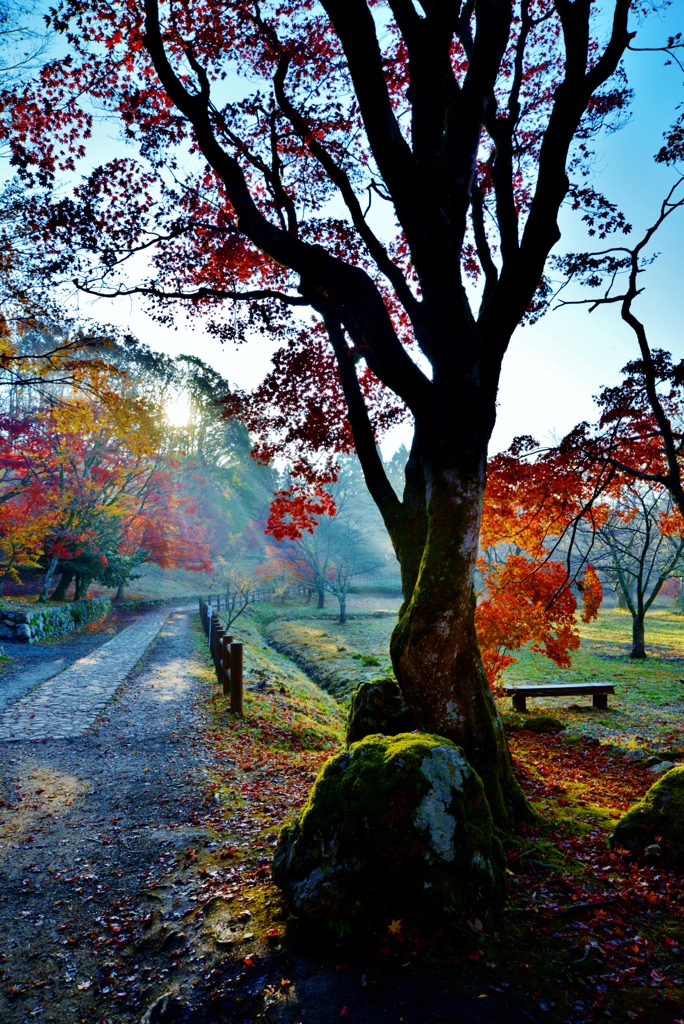 霜月の朝紅葉