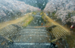 雨滴ファンタジー鮎河桜