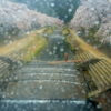 雨滴ファンタジー鮎河桜